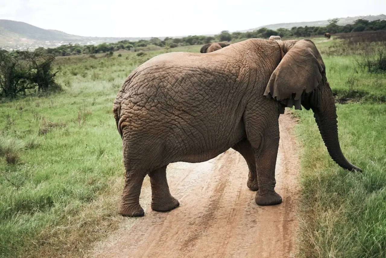 Drunk Elephant Recension 2026: Är det värt priset?